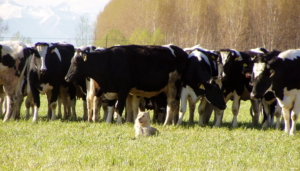 vacche al pascolo in un prato